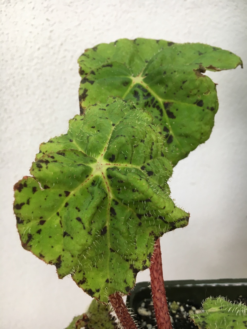B. ‘Very Verde’
